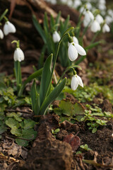 Beautiful white blooming snowdrops growing outdoors. Spring flowers