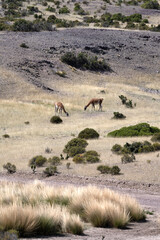 Two guanacos grazing in a meadow in Camarones, Chubut province, Patagonia Argentina.