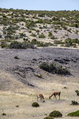 Two guanacos grazing in a meadow in Camarones, Chubut province, Patagonia Argentina.
