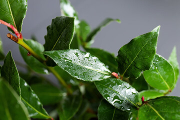 Bay tree with green leaves growing on light grey background, closeup