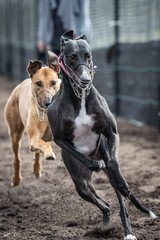 Two beautiful Greyhound dogs racing at a slipping track