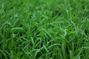 spring season abstract natural background of green rice farm close up with water drop . grass with water drops . 