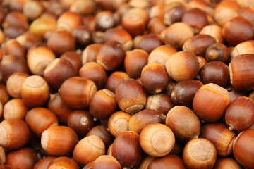 A lot of dried acorn. Autumn background