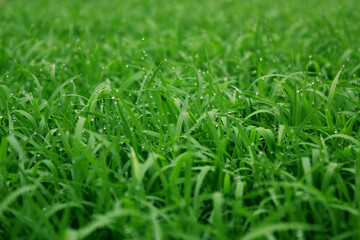 spring season abstract natural background of green rice farm close up with water drop . grass with water drops . 