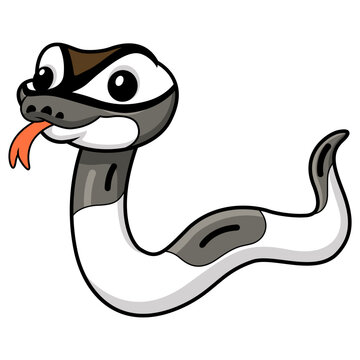 Cute axanthic pied ball python cartoon