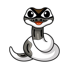 Cute axanthic pied ball python cartoon