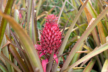 Ornamental pink pineapple plant. Close-up Pineapple flower Aechmea fasciata (silver vase, urn...