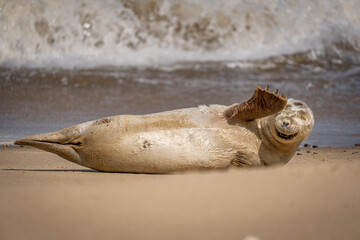 smiling seal