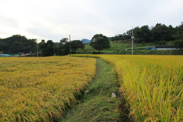 Fototapeta na wymiar autumn golden rice field in countryside.