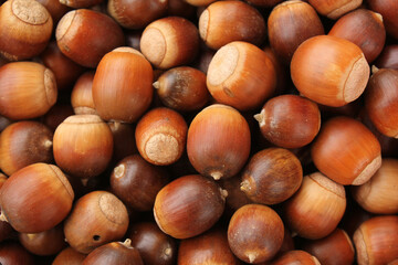 A lot of dried acorn. Autumn background