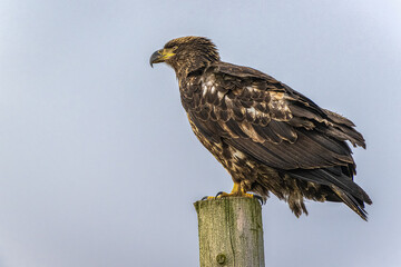 2023-02-10 A YOUNG GOLDEN EAGLE PERCHED ON A POLE WITH A LIGHT SKY LOOKING LEFT INTHE SCENE IN BOW WASHINGTON