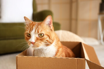Fototapeta premium Funny red cat sitting in cardboard box at home