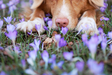 dog in crocus flowers. Pet in nature outdoors. close-up, pink nose