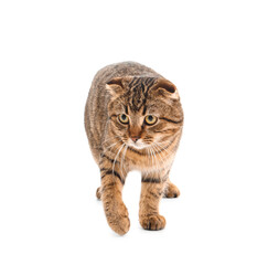 Fototapeta premium Striped Scottish fold cat on white background