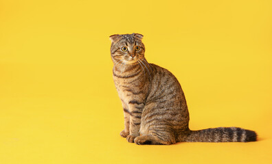 Striped Scottish fold cat on yellow background