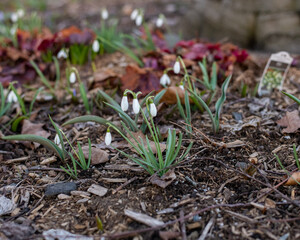 small white flower buds at the beginning of spring