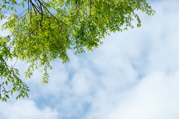 新緑の葉と澄んだ青空