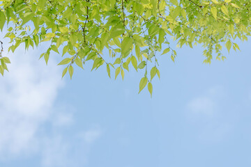 新緑の葉と澄んだ青空
