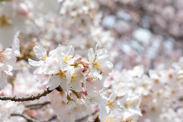 満開の桜のクローズアップ