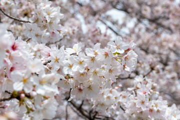 満開の桜のクローズアップ