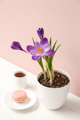 Pot with beautiful crocus flowers, cup of coffee and tasty macaroon on table near beige wall