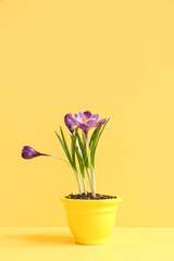 Pot with beautiful crocus flowers on table near yellow wall