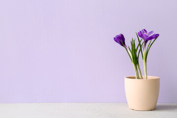 Pot with beautiful crocus flowers on table near lilac wall
