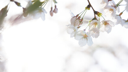 branch of blooming cherry blossom flower with copy space