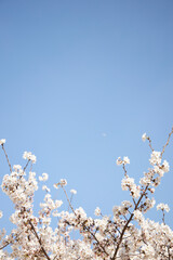 branch of blooming cherry blossom flower with copy space