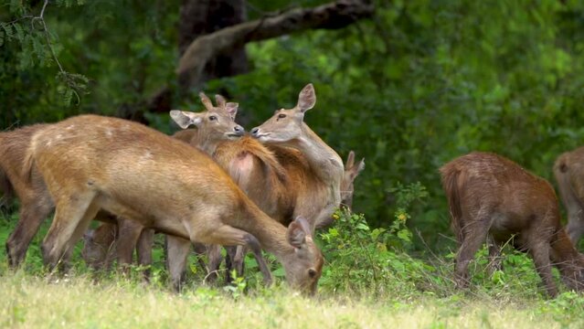 a herd of javan rusa or also called timor deer gather in the middle of bekol savanna in Baluran National Park, East Java 