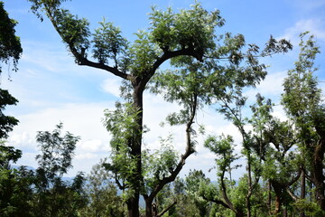 Fototapeta premium Silver oak tree with blue sky behind
