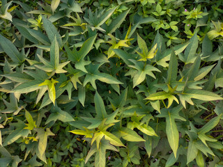 Green leaves of sweet potatoes or Ipomoea batatas, top view. Selective focus.
