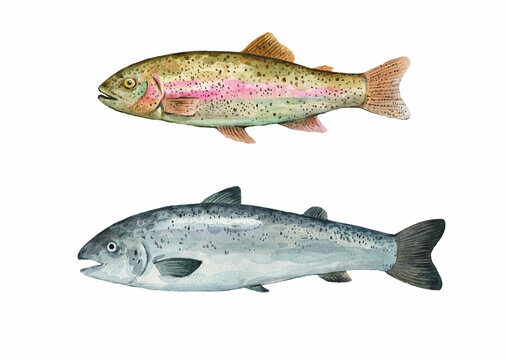 Rainbow trout and salmon watercolor illustration, isolated on white background.