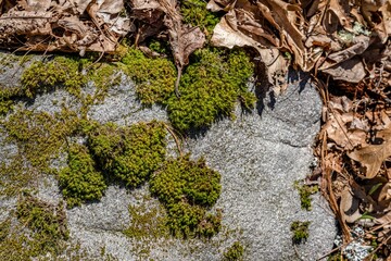 Obraz premium forest