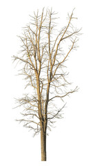 Obraz premium dead tree isolated on transparent background with clipping path, single tree with clipping path and alpha channel.