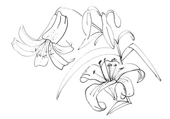 lilies graphic black and white drawing on white background