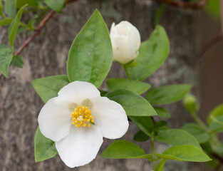 White Sweet Mock Orange Blossom Surrounded by Leaves