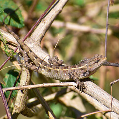 Lizard looking for its food 