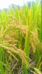 rice field