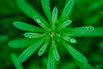 water drops on a green leaf