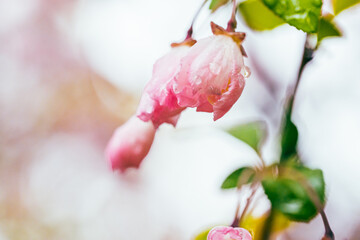 pink magnolia blossom