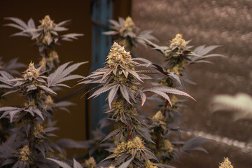 Cannabis Weed Marijuana indoor farm Growing leaf and flower