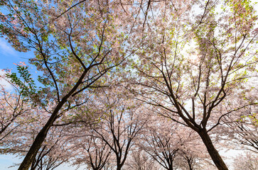 青空に映える桜