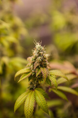 Cannabis, Weed, Marijuana plants growing in indoor farm