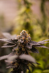 Cannabis, Weed, Marijuana plants growing in indoor farm