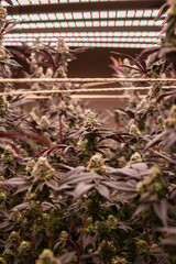 Cannabis, Weed, Marijuana plants growing in indoor farm