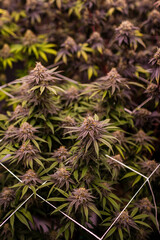 Cannabis, Weed, Marijuana plants growing in indoor farm