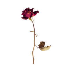 withered red rose isolated on transparent background.PNG file
