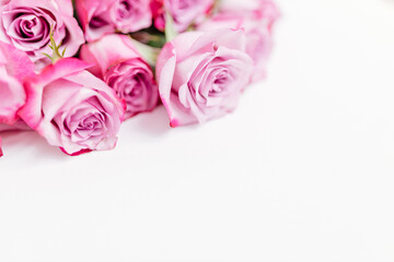 Beautiful pink roses on a white canvas close-up.  Background with flowers for postcards. Place for text. Mock up