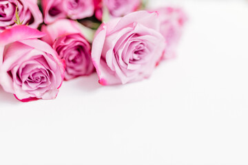 Beautiful pink roses on a white canvas close-up.  Background with flowers for postcards. Place for text. Mock up